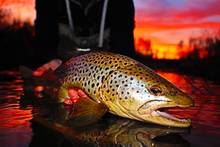 big brown trout at night