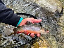 brook trout pigeon river