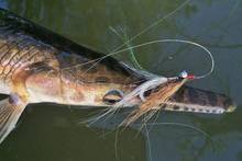 Photo: Johnny Carroll Sain. gar with fly in mouth