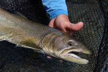 A British Columbia bull trout