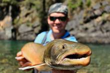 canada bc bull trout
