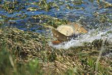 carp Minidoka National Wildlife Refuge