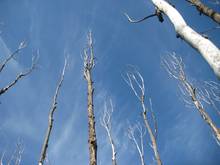 Dying aspens in the Colorado Rocky Mountains near Fairplay, CO.