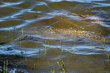cruising carp