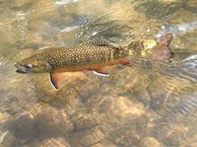  Rocky Mountain brook trout 
