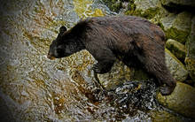 Alaskan Bear Fishing