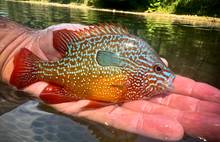 A longear sunfish from an Arkansas creek (photo: Johnny Carrol Sain). longear sunfish