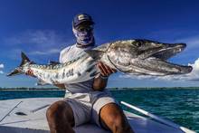 bahamas barracuda