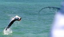 jumping tarpon