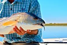 Redfish Sun Shine