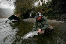 Winter Steelhead