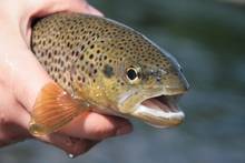 Orkla River Brown Trout