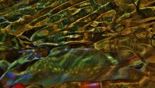 brook trout