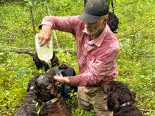 John Rucker turtle hunting dogs