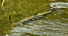 A Klamath River salmon.