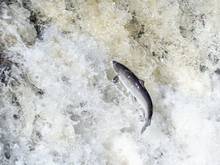 leaping Atlantic Salmon 