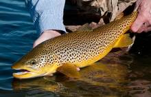 brown trout