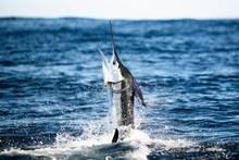 striped marlin jumping