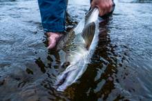 flowers river atlantic salmon