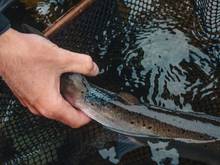 atlantic salmon release