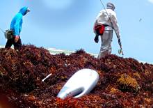 A liquid drain opener bottle sits in the sargassum on South Padre Island.