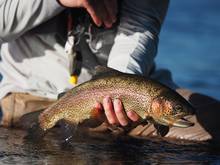 henry's fork cutbow trout