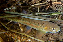 Greenback Cutthroat Trout