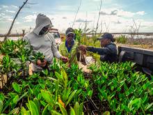 mangrove restoration bahamas