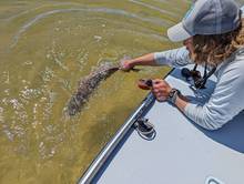 Alabama redfish release
