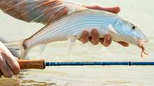 redington predator salt
