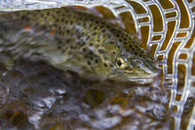 Brown Trout Raritan River NJ