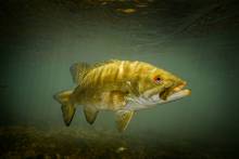 smallmouth bass underwater