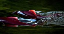 Sockeye salmon fin through a river in the Bristol Bay region of Alaska