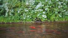 sockeye salmon kvichak river tributary alaska