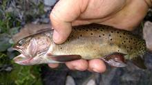 bonneville cutthroat trout