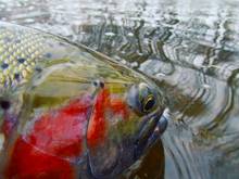 Steelhead Close Up - Photo: Daniel J. Sheets