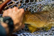 southern trout | south holston river fly fishing