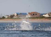 tarpon busting pogy/menhaden