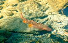 A wild, native Yellowstone cutthroat trout from the Montana high country