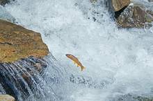 Yellowstone cutthroat trout jumping