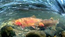 Yellowstone cutthroat trout