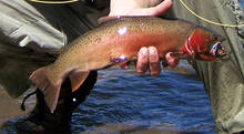 Yellowstone Cutthroat Trout