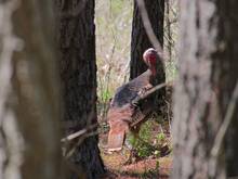 wild turkey in woods