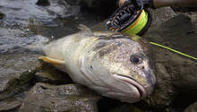 Freshwater drum