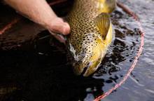 a Svartá brook trout