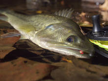 smallmouth bass fly fishing