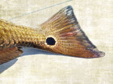 Fishing for redfish in the surf  Hatch Magazine - Fly Fishing, etc.