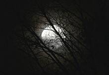 spring evening moon