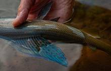 grayling fin