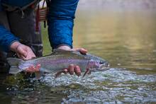 trout eating adams dry fly